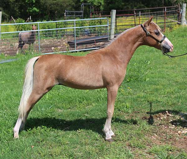 show-triple-registered-miniature-pony