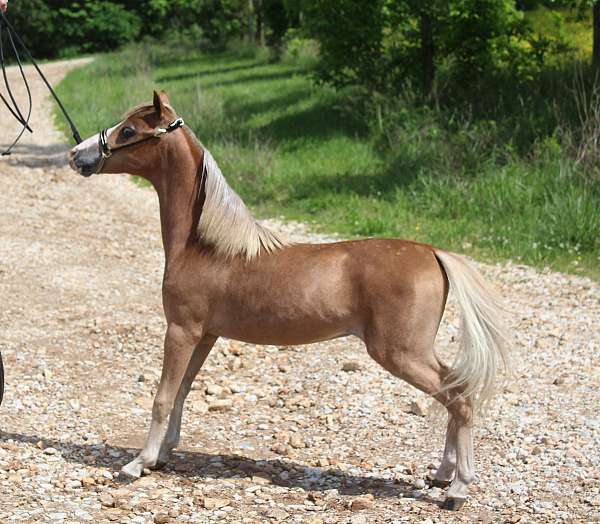 show-triple-registered-pony