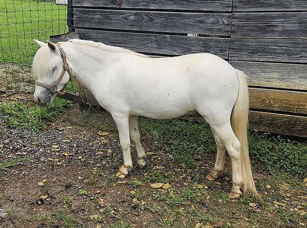miniature-colt