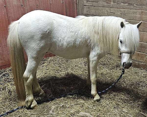miniature-horse-for-sale