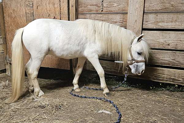 miniature-horse