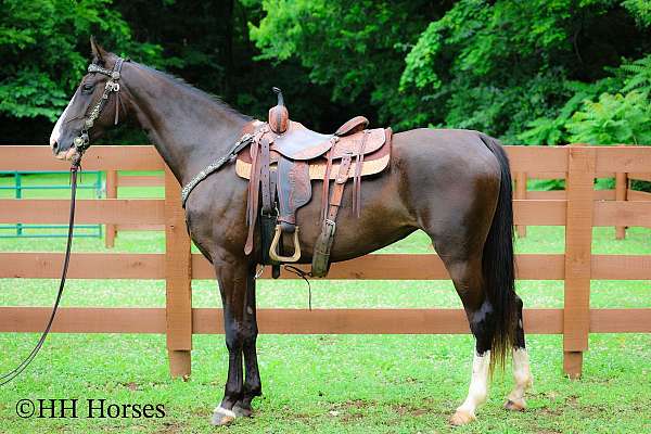 working-c-kentucky-mountain-horse