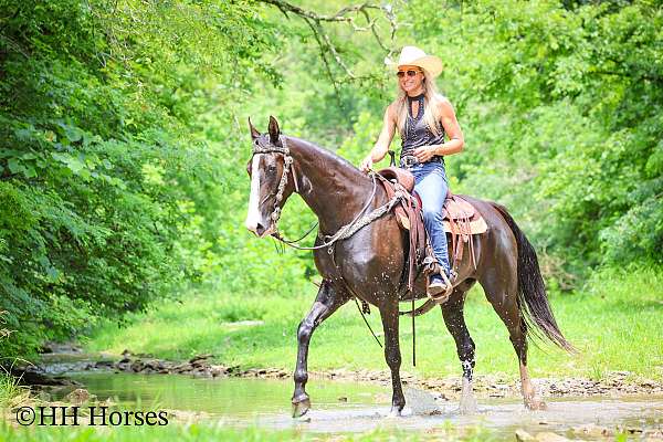 all-around-kentucky-mountain-horse