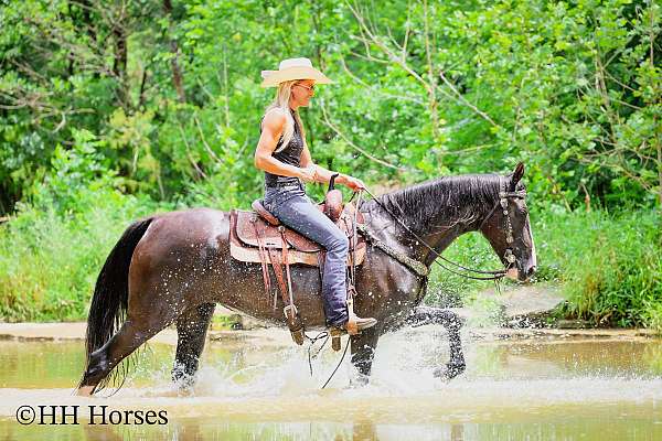 drill-team-kentucky-mountain-horse