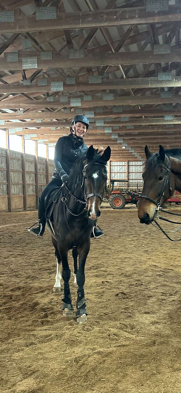 bay-dutch-warmblood-mare