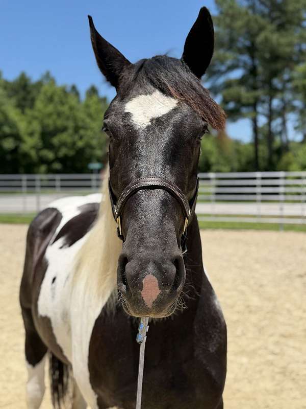15-hand-draft-mare