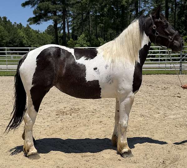 pinto-mare-for-sale