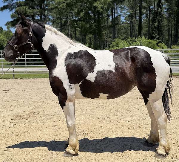pinto-draft-mare