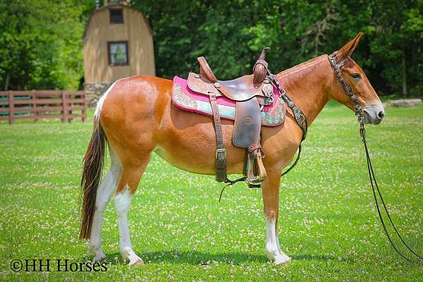 all-around-mule