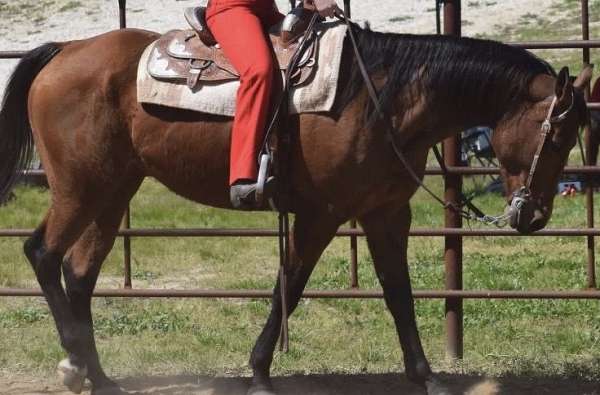 bay-flame-sock-horse