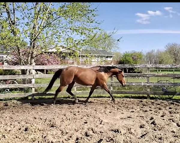 flame-sock-horse