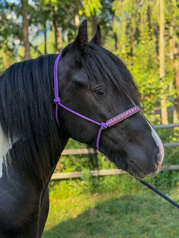working-equitation-drum-horse