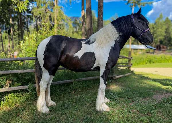 gymkhana-drum-horse