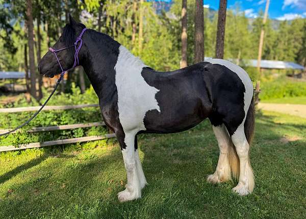 western-dressage-drum-horse
