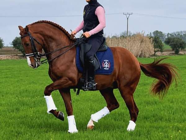 andalusian-horse