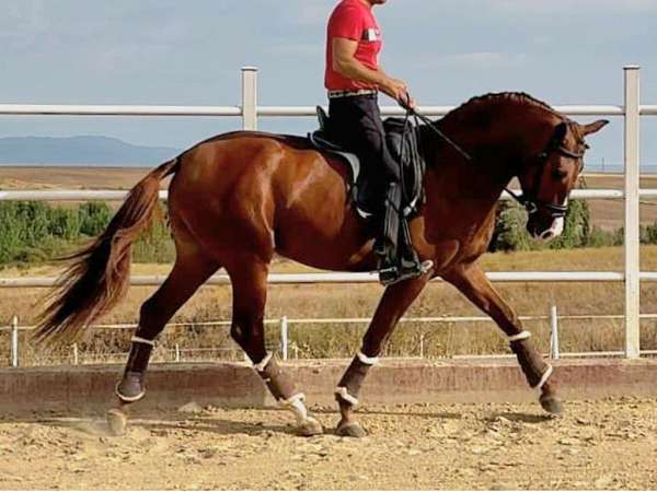 chestnut-andalusian-horse