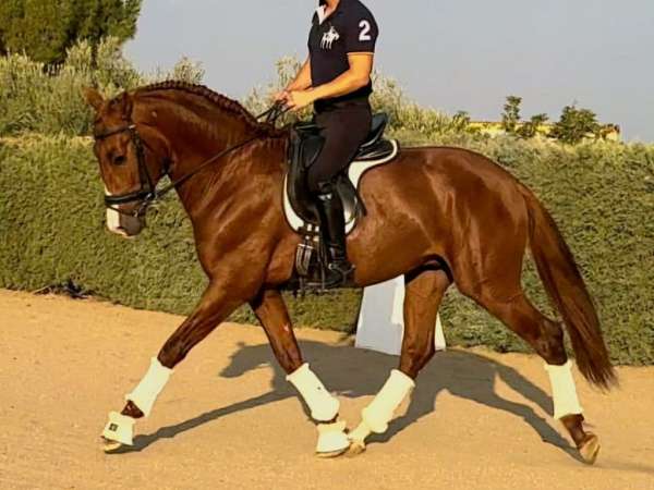 medium-level-andalusian-horse