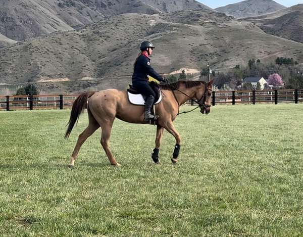 15-hand-thoroughbred-mare