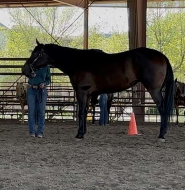 western-showing-mare