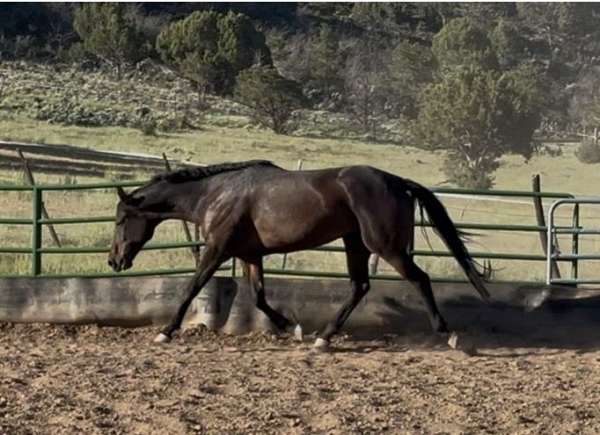 western-showing-quarter-horse