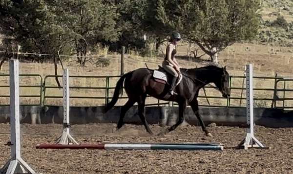 western-showing-horse