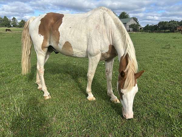all-around-spotted-saddle-horse
