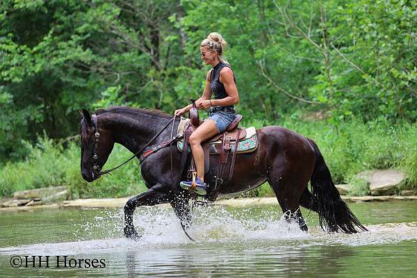 all-around-friesian-horse