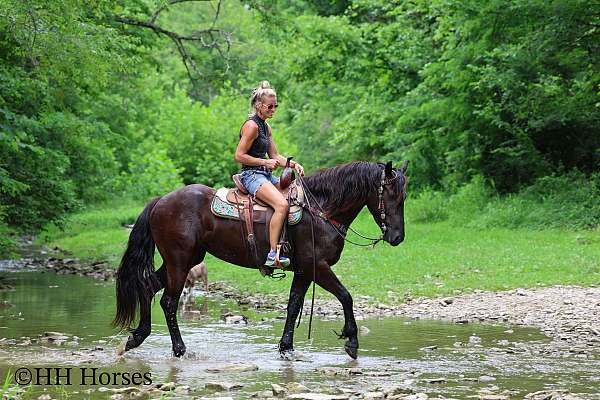 draft-friesian-horse
