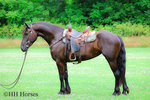 drill-team-friesian-horse