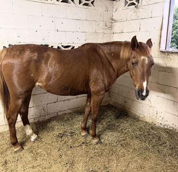 longe-line-pony