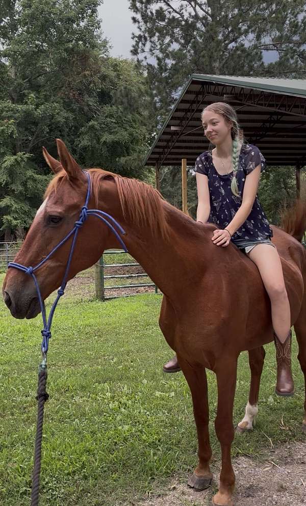 companion-saddlebred-horse