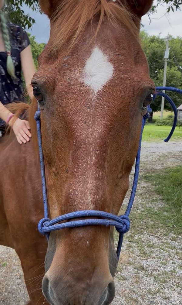 project-saddlebred-horse