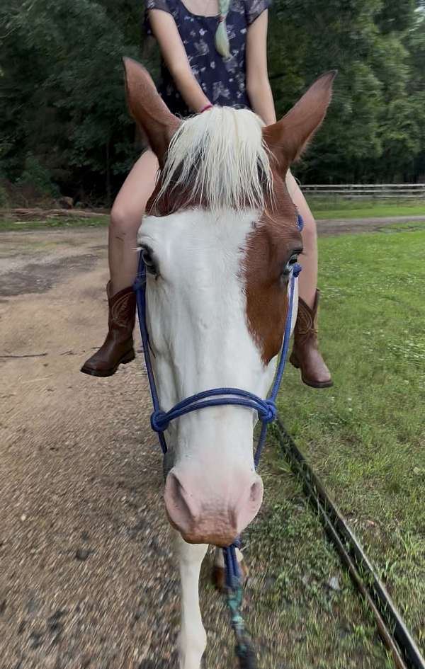 blue-eyed-paint-pony