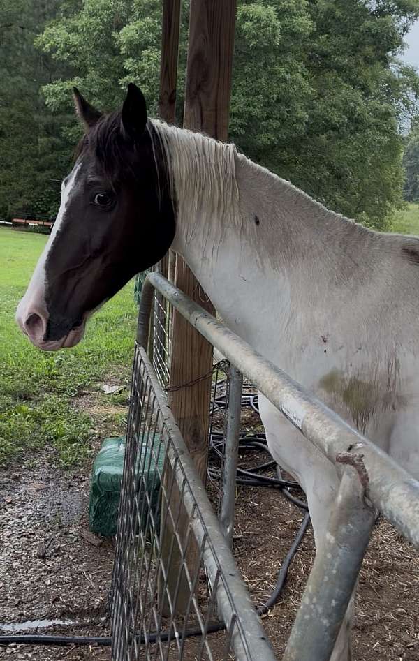 project-paint-pony