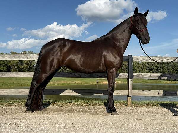trail-trail-riding-tennessee-walking-horse