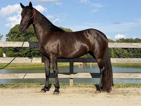 black-tennessee-walking-mare