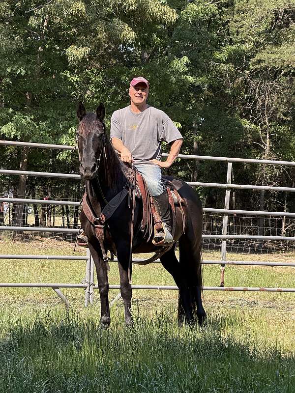 black-trail-trail-riding-horse