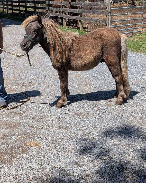 gentle-miniature-pony