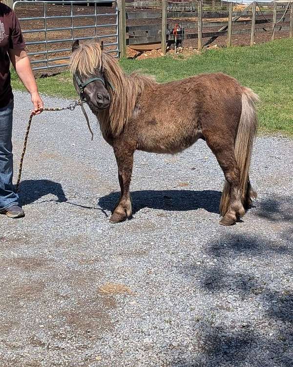 colt-miniature-pony