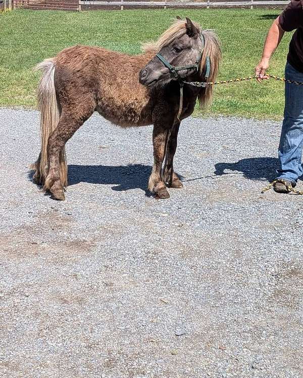 pony-miniature