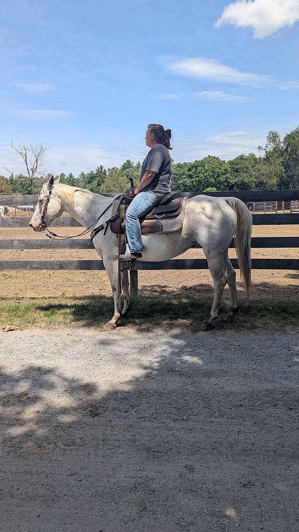 appaloosa-horse