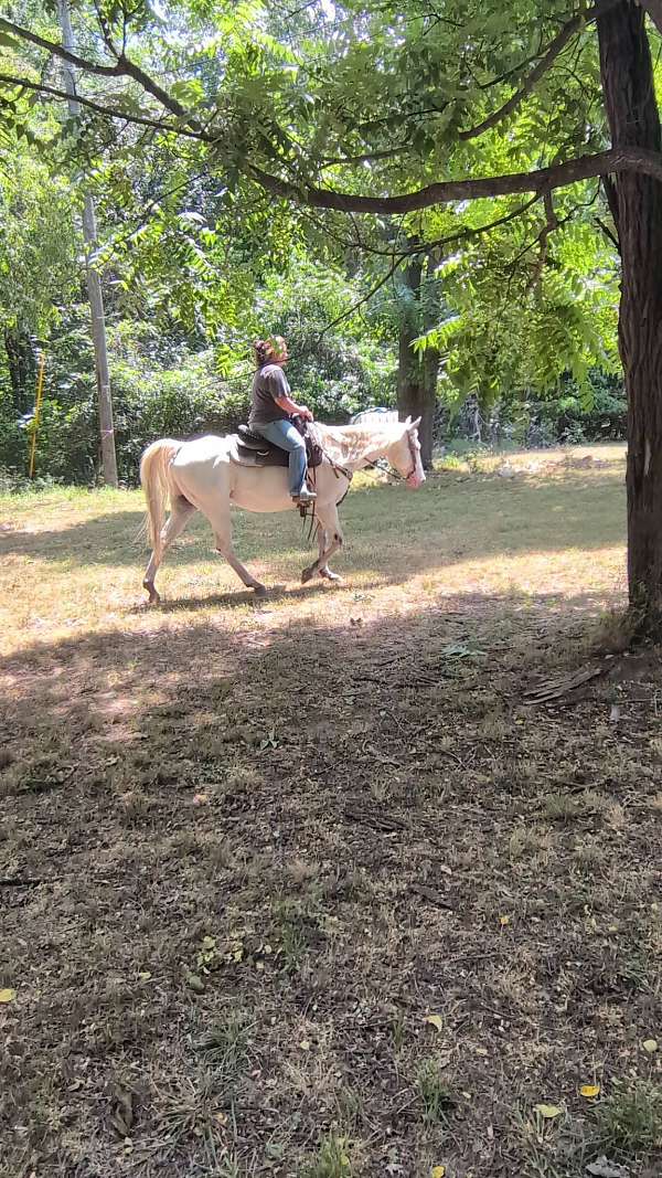 gelding-appaloosa-horse