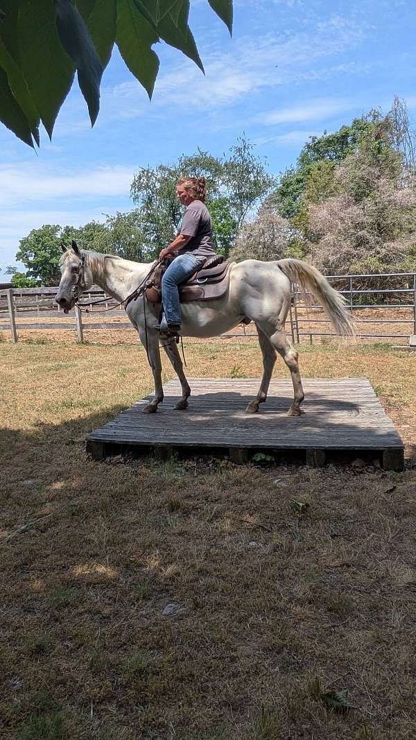 registered-appaloosa-horse