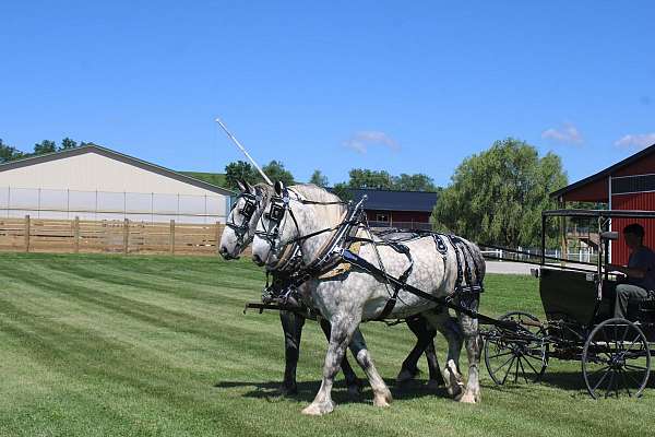 bob-percheron-horse