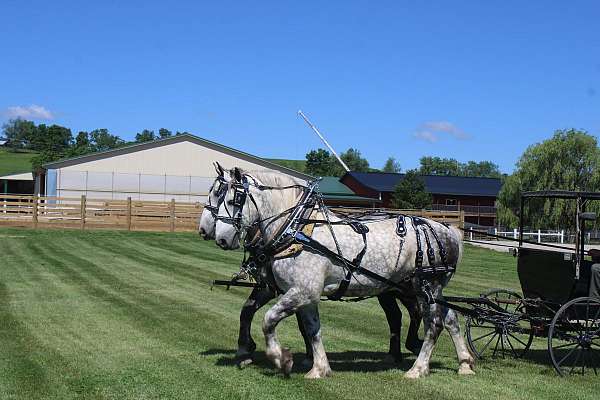 boys-percheron-horse