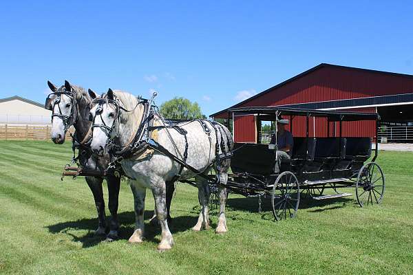 broke-the-very-best-percheron-horse