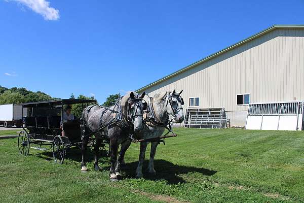 dappled-gray-percheron-horse