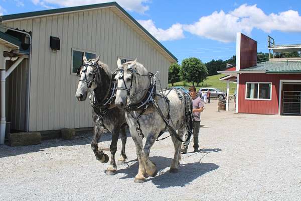 head-percheron-horse