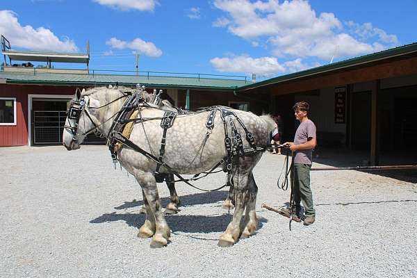 lovable-percheron-horse