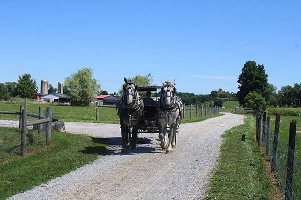 favorite-percheron-horse